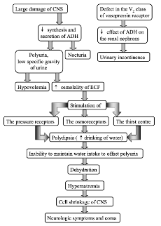 <p><span><strong>Diabetes insipidus = </strong>syndrome of polyuria and polydipsia resulting from inability to concentrate urine as a result of lack of vasopressin action. Most affected animals are dog, horse, and cat.</span></p><p><span><strong>Causes:</strong></span></p><p><span>·</span><span style="font-size: 7pt; font-family: &quot;Times New Roman&quot;">&nbsp;&nbsp;&nbsp;&nbsp;&nbsp; </span><span>Diseases of the CNS (<u>central diabetes insipidus</u>) – total or partial</span></p><p><span>·</span><span style="font-size: 7pt; font-family: &quot;Times New Roman&quot;">&nbsp;&nbsp;&nbsp;&nbsp;&nbsp; </span><span>Diseases of the kidney (<u>nephrogenic diabetes insipidus</u>)</span></p><p><span>·</span><span style="font-size: 7pt; font-family: &quot;Times New Roman&quot;">&nbsp;&nbsp;&nbsp;&nbsp;&nbsp; </span><span>Increased metabolic clearance of vasopressin</span></p><p><span><u>Disorders of CNS include:</u> accidental head trauma, intracranial tumor, post-intracranial surgery or idiopathic, inflammatory and parasitic lesions of CNS</span></p><p><span><u>Nephrogenic diabetes insipidus</u> may be congenital or secondary to a variety renal and metabolic disorders including chronic renal failure, tubular necrosis, may be idiopathic or drug induced nephrogenic DI results from a sensitivity of the vasopressin receptor to L1, F and other salts.</span></p><p><span><strong>Mechanism of development of diabetes insipidus:</strong></span></p><p><span>·</span><span style="font-size: 7pt; font-family: &quot;Times New Roman&quot;">&nbsp;&nbsp;&nbsp;&nbsp;&nbsp; </span><span>Large damage of CNS → <strong>decreased synthesis and secretion of ADH</strong> (antidiuretic hormone) → nocturia and <strong>polyuria </strong>with low specific gravity of urine → hypovolemia and increased osmolarity of ECF</span></p><p><span>·</span><span style="font-size: 7pt; font-family: &quot;Times New Roman&quot;">&nbsp;&nbsp;&nbsp;&nbsp;&nbsp; </span><span>Increased osmolarity of ECF → stimulation of pressure receptors, osmoreceptors and thirst center → polydipsia (increased water drinking) → <strong>inability to maintain water</strong> <strong>intake </strong>to offset polyuria → <strong>dehydration</strong> → <strong>hypernatremia</strong> → cell shrinkage of CNS → neurologic symptoms and coma</span></p><p></p><p><span><em>NB! Syndrome of inappropriate antidiuretic hormone secretion (SIADH) is the opposite mechanism (too much ADH, inappropriate water retention, decreased blood Na levels)</em></span></p>