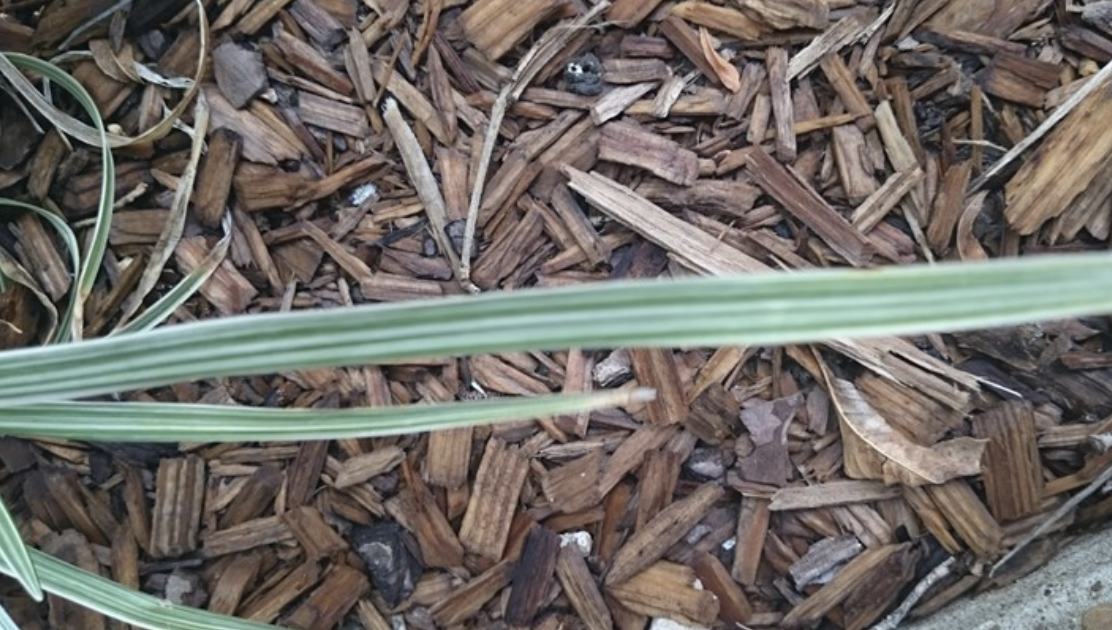 <p><span>Which vein pattern is represented in the leaf?</span></p>