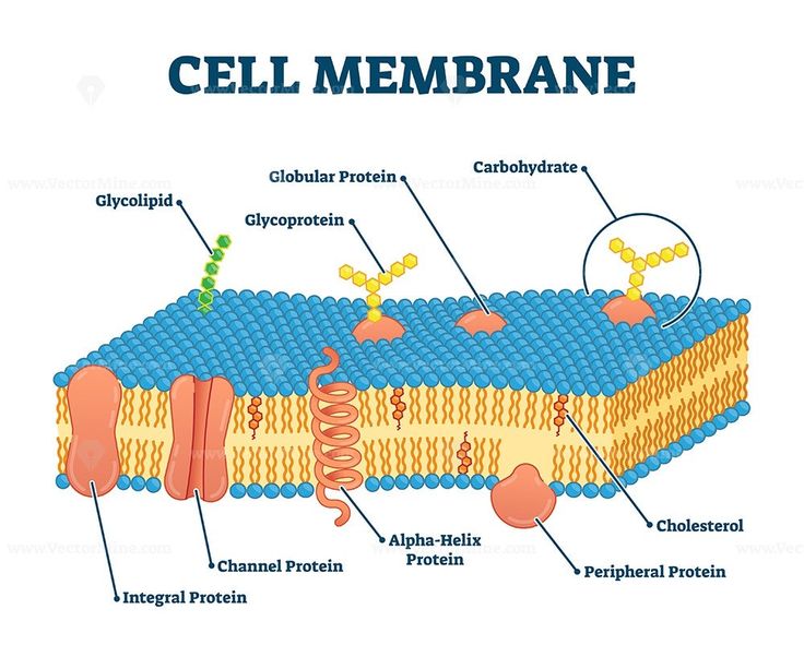 <p><mark data-color="green">It consists of a phospholipid bilayer</mark>, with polar phosphate heads which surround the non-polar lipid tails facing inwards.</p><p>The bilayer has <mark data-color="green">fluid properties; allowing it break, reform, and enclose materials</mark> <em>(e.g., proteins in vacuoles/vesicles for bulk transport)</em>.</p><p>With respect to its polarity, <mark data-color="green">the cell membrane is semi-permeable, but not equally permeable to all substances</mark>. Through a narrow range, it restricts the <mark data-color="green">entry and exit</mark> of substances, and ensures to <mark data-color="green">seperate</mark> the cells intracellular and extracellular fluids. </p><p>The concentration of substances, and the pH of the cell must be maintained within a narrow range in order for it to function normally. </p><p><mark data-color="green">Channel and carrier proteins</mark> are embedded throughout the bilayer, which assist in the <mark data-color="green">transport of molecules</mark>.</p><p>The way a substance is transported depends on its characteristics (like <mark data-color="green">polarity, size, lipid-soluble, charge</mark>), the presence or absence of a <mark data-color="green">concentration gradient</mark>, and the cell’s <mark data-color="green">SA:V ratio</mark>. </p>