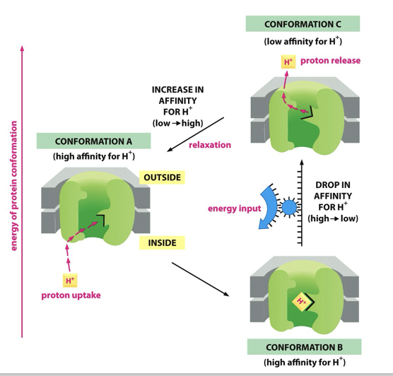 <ul><li><p class="Paragraph SCXO131531521 BCX4" style="text-align: left;"><span style="background-color: inherit; line-height: 19.55px; color: windowtext;"><span>High energy electrons are passed along an electron transport chain</span></span><span style="line-height: 19.55px; color: windowtext;"><span> </span></span></p><ul><li><p class="Paragraph SCXO131531521 BCX4" style="text-align: left;"><span style="background-color: inherit; line-height: 19.55px; color: windowtext;"><span>An electron can bind and release a proton at each step in the chain</span></span><span style="line-height: 19.55px; color: windowtext;"><span> </span></span></p></li><li><p class="Paragraph SCXO131531521 BCX4" style="text-align: left;"><span style="background-color: inherit; line-height: 19.55px; color: windowtext;"><span>When an electron is lost, the affinity for the proton is reduced and it is released</span></span><span style="line-height: 19.55px; color: windowtext;"><span> </span></span></p></li><li><p class="Paragraph SCXO131531521 BCX4" style="text-align: left;"><span style="background-color: inherit; line-height: 19.55px; color: windowtext;"><span>This is oxidation</span></span><span style="line-height: 19.55px; color: windowtext;"><span> </span></span></p></li></ul></li><li><p class="Paragraph SCXO131531521 BCX4" style="text-align: left;"><span style="background-color: inherit; line-height: 19.55px; color: windowtext;"><span>These electron transfers release large amounts of energy which is used to pump H+ across the membrane</span></span><span style="line-height: 19.55px; color: windowtext;"><span> </span></span></p></li><li><p class="Paragraph SCXO131531521 BCX4" style="text-align: left;"><span style="background-color: inherit; line-height: 19.55px; color: windowtext;"><span>Creates an electrochemical proton gradient</span></span><span style="line-height: 19.55px; color: windowtext;"><span> </span></span></p></li></ul><p></p>