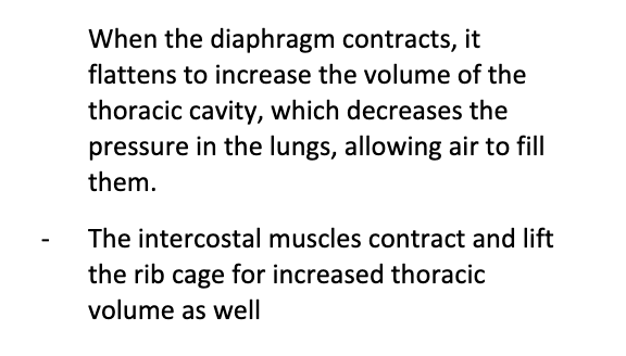 an active process that follows the inspiratory muscles to facilitate air flow into the lungs; “breathing in”