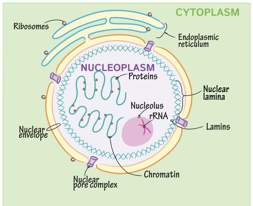 <ul><li><p><span>Structural role</span></p></li><li><p><span>Stable rope-like filaments (8-10 nm)</span></p><ul><li><p><span>Unlike most microtubules and actin filaments, they do not typically disappear and re-form (Generally lack dynamic instability)</span></p></li><li><p><span>Exception: Lamins in nucleus disassemble before mitosis</span></p></li></ul></li><li><p><span>Functions</span></p><ul><li><p><span>Maintain cell shape</span></p></li><li><p><span>Cell-cell junctions</span></p></li><li><p><span>Cell-matrix junctions</span></p></li><li><p><span>Cell-cell communication</span></p></li></ul></li></ul><p></p>
