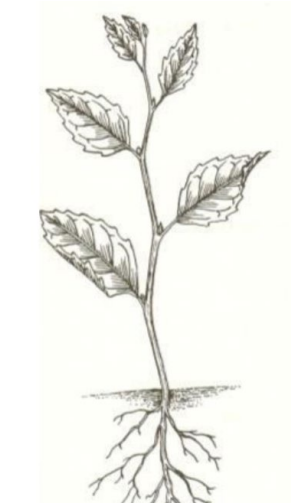 <p>above-ground stem with leaves</p>