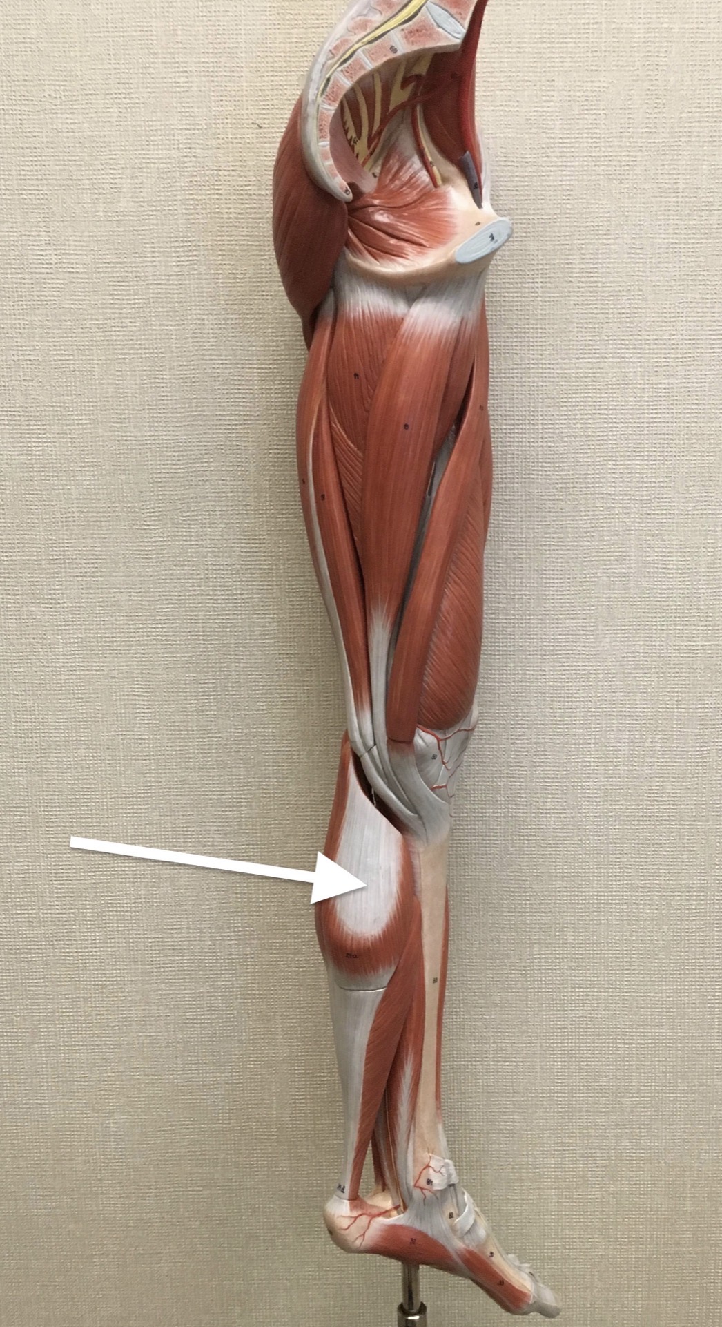 <p><span>Name the muscle labeled with the white arrow below AND name ONE action .</span></p>