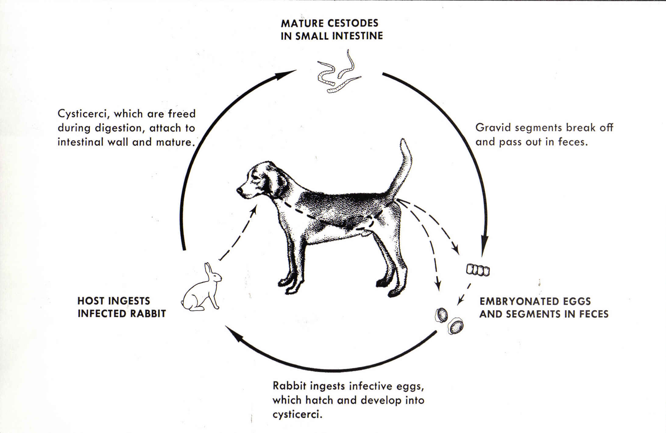 <p>Indirect Life Cycle</p>