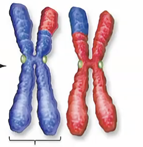 <p><span><span>In a tetrad, what happens to a paternal chromatid after crossing over?</span></span></p>