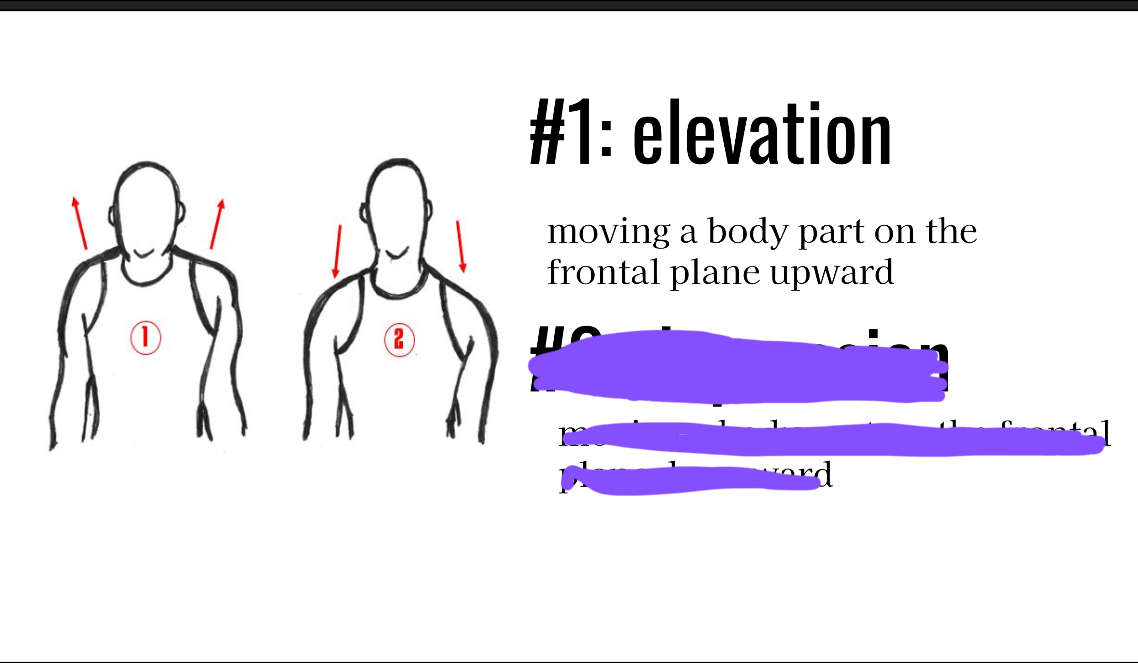 <p>Lifting a body part upward</p>