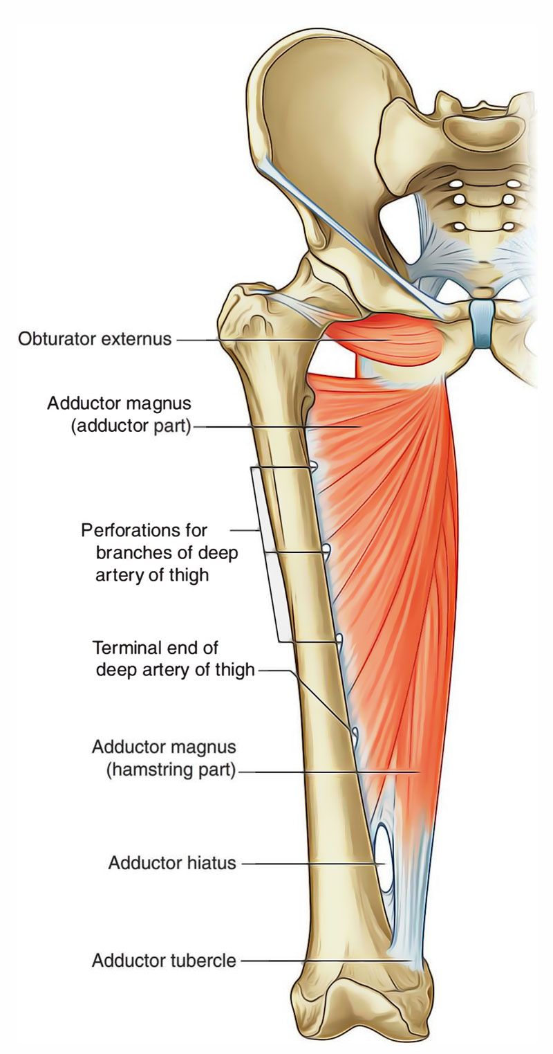 <p>gap or opening located <strong>IN THE ADDUCTOR MAGNUS</strong> <strong>muscle</strong> in the lower part of the thigh, just above the knee.</p>