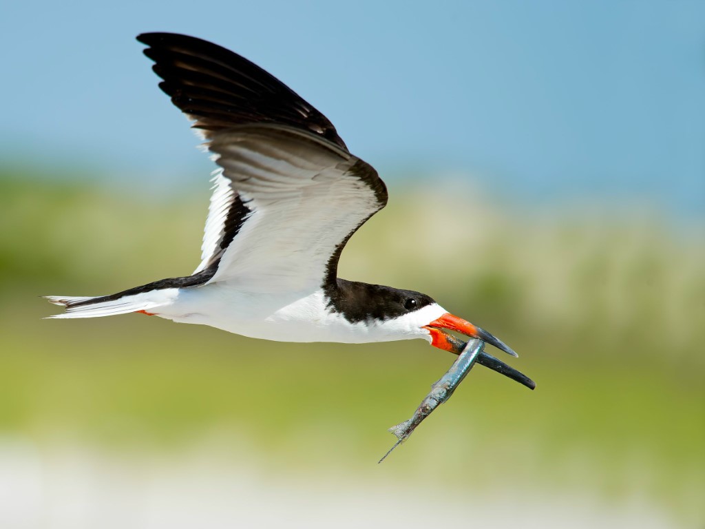 <p>Black above, white below, red-and-black bill; lower mandible longer.</p>