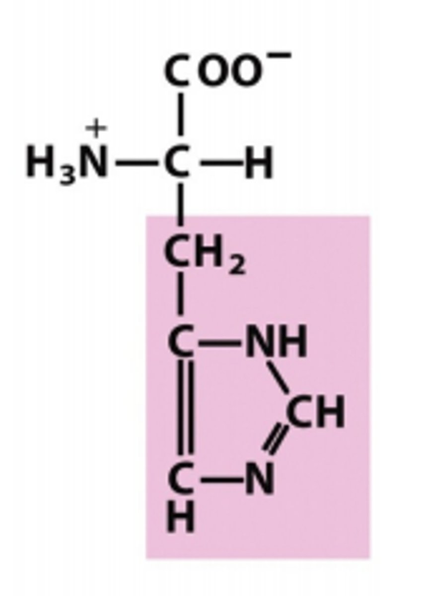 <p>Which amino acid is this?</p>