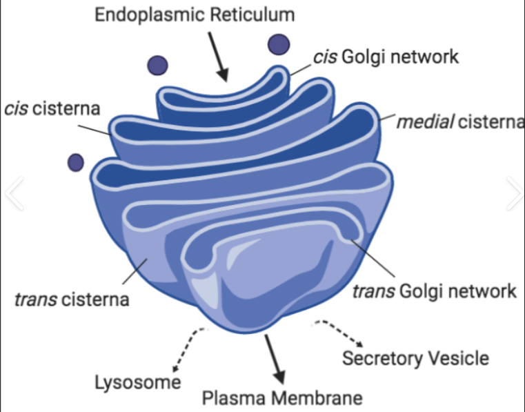 <p>Modify/sort proteins (COPII brings vesicles from ER to golgi and COPI brings vesicles from golgi to membrane)</p>