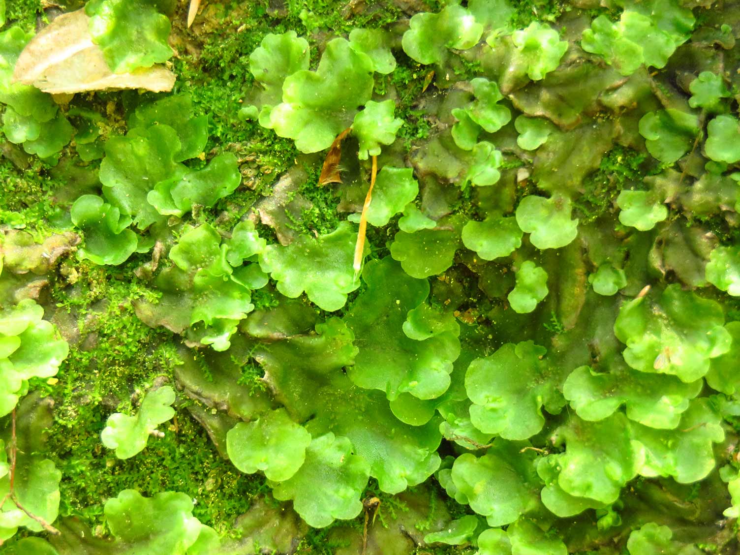 What is this species 