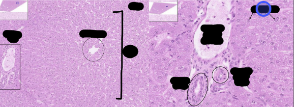 <p>what cell is this?</p>