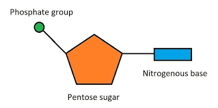 <p>Five-carbon sugar, a phosphate, and a nitrogenous base </p>