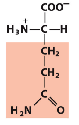 <p>Gln, Q</p><p>Hydrophilic/Polar</p>