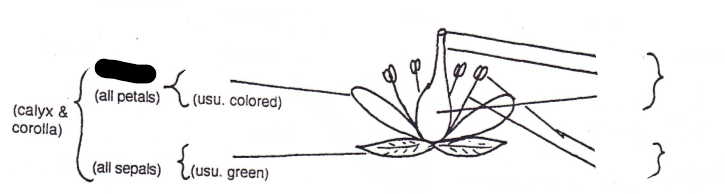 <p>Part of flower?</p>