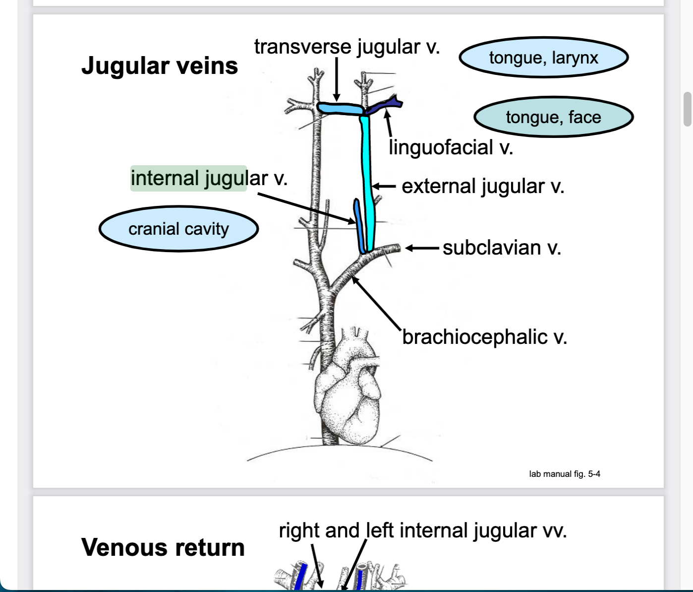 transverse jugular drains blood from _________