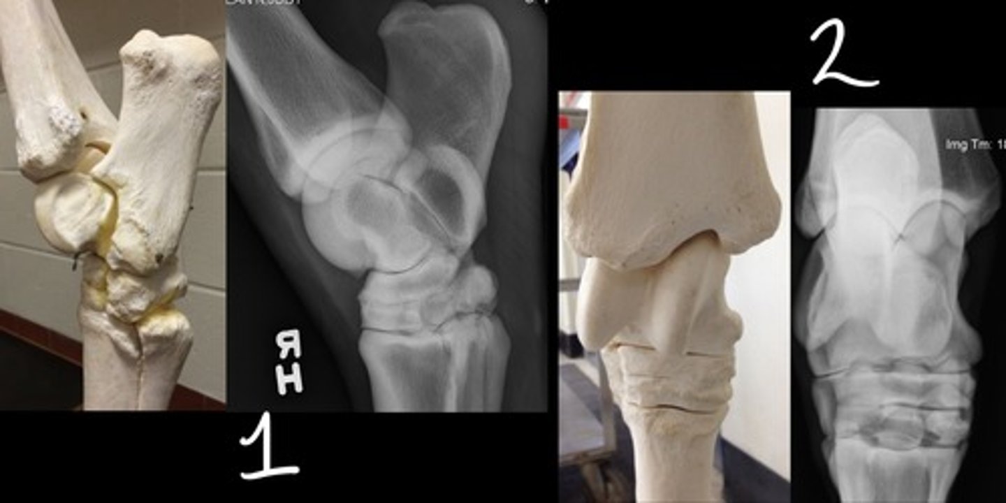<p>Which radiographic view is represented by #2?</p>