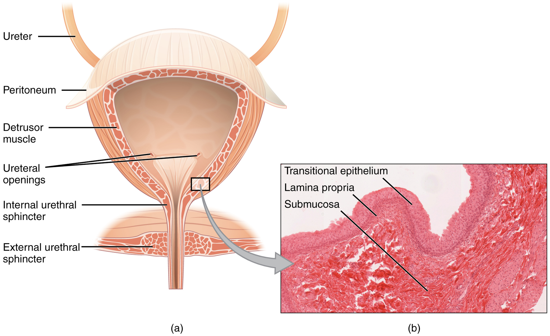 <p><strong>Flashcard 2:</strong><br><strong>Q:</strong> What is the detrusor muscle?</p>