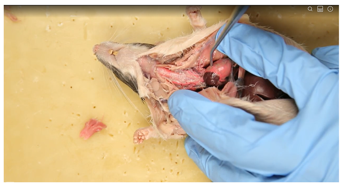 <p>Name the organ</p>