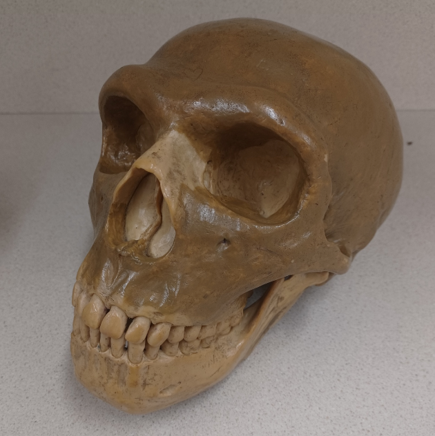 <p>What skull is this?</p>
