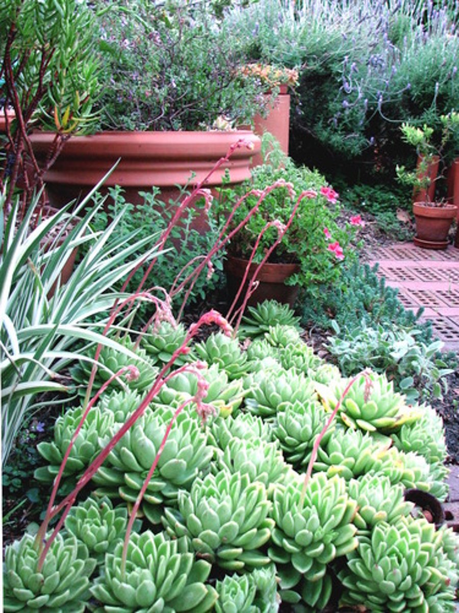 <p>the garden, the yard</p>