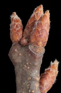 Blades: spikey 7-11 lobes, smooth margins
Reproductive: round, 1 in. acorns, flat tops
Bark: reddish brown, thicker scales, lighter stripes down center