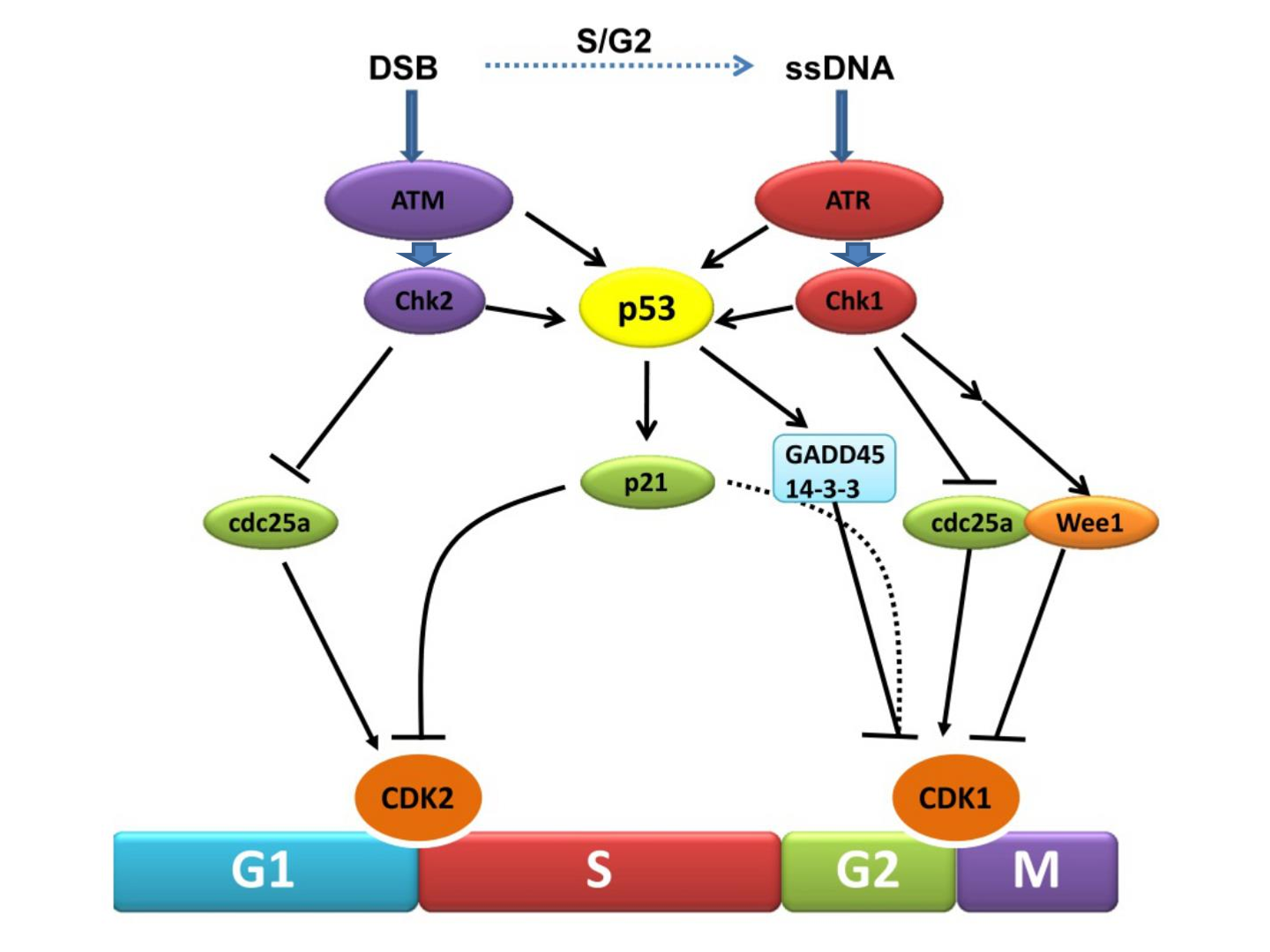 <p>p53 activates p21, and p21 inhibits CDKs: preventing the cell cycle from progressing</p><p></p>