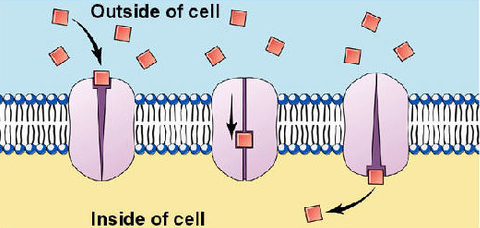 <p>Facilitated diffusion (no energy required)</p>