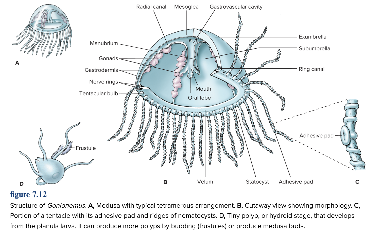 Hydrozoa