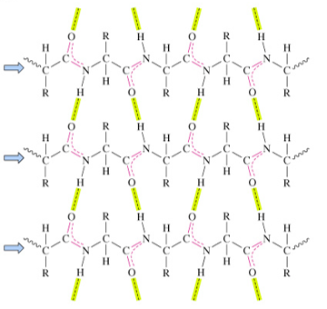 <p>strands that run in the same N- to C-terminal direction</p><ul><li><p>distorted H-bonds</p></li></ul><p></p>