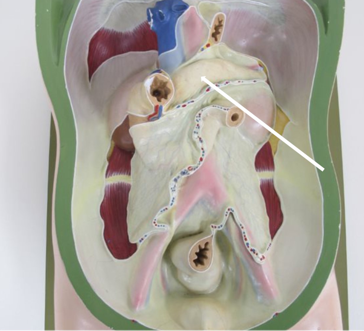 <p>orgaan bedekt met pariëtaal peritoneum</p>