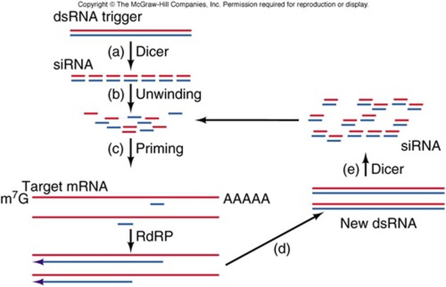 <p>RdRP synthesizes antisense RNA using target mRNA, forming dsRNA that is processed into secondary siRNA</p>