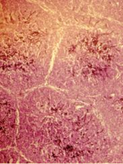 <p>What does this image show?</p>