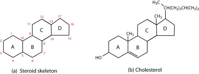 <ul><li><p>4 interconnected rings </p></li></ul><p></p>