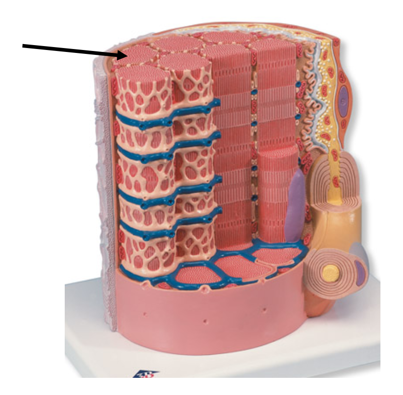 <p>The arrow is pointing to the organelle known as </p><p></p><p>A. nucleus</p><p>B. mitochondrion</p><p>C. sarcoplasmic reticulum</p><p>D. myofibril</p>