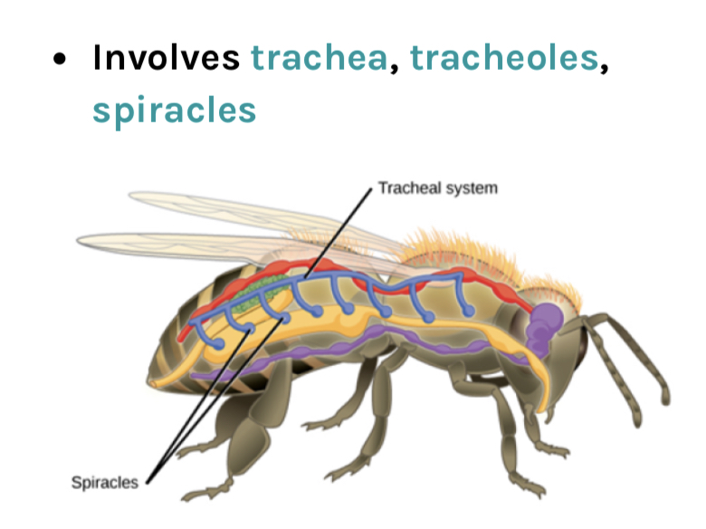 Involves trachea, tracheoles, spiracles