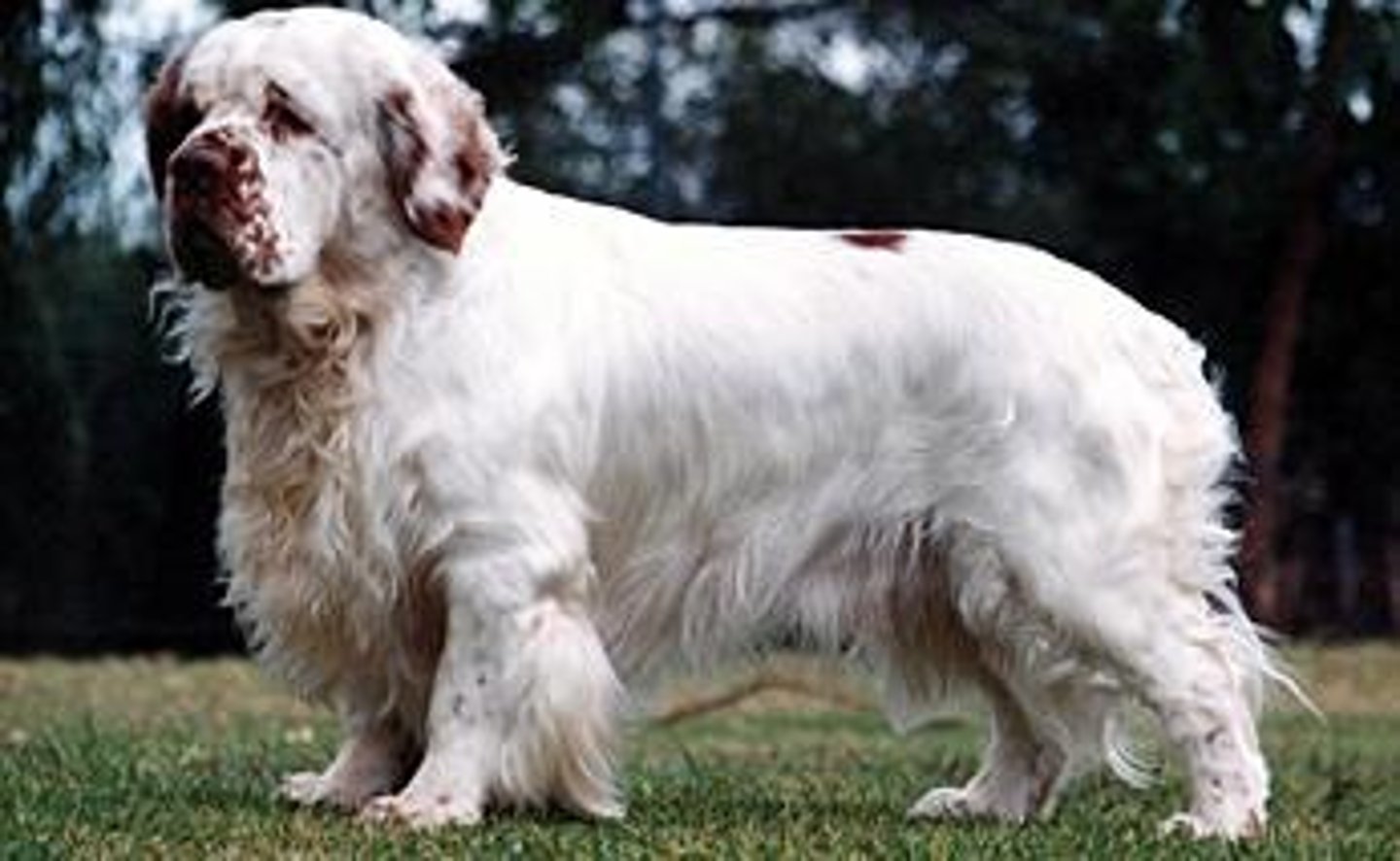 <p>Sporting Group</p><p>Docked tail. Broad muzzle. White with orange or lemon markings.</p>