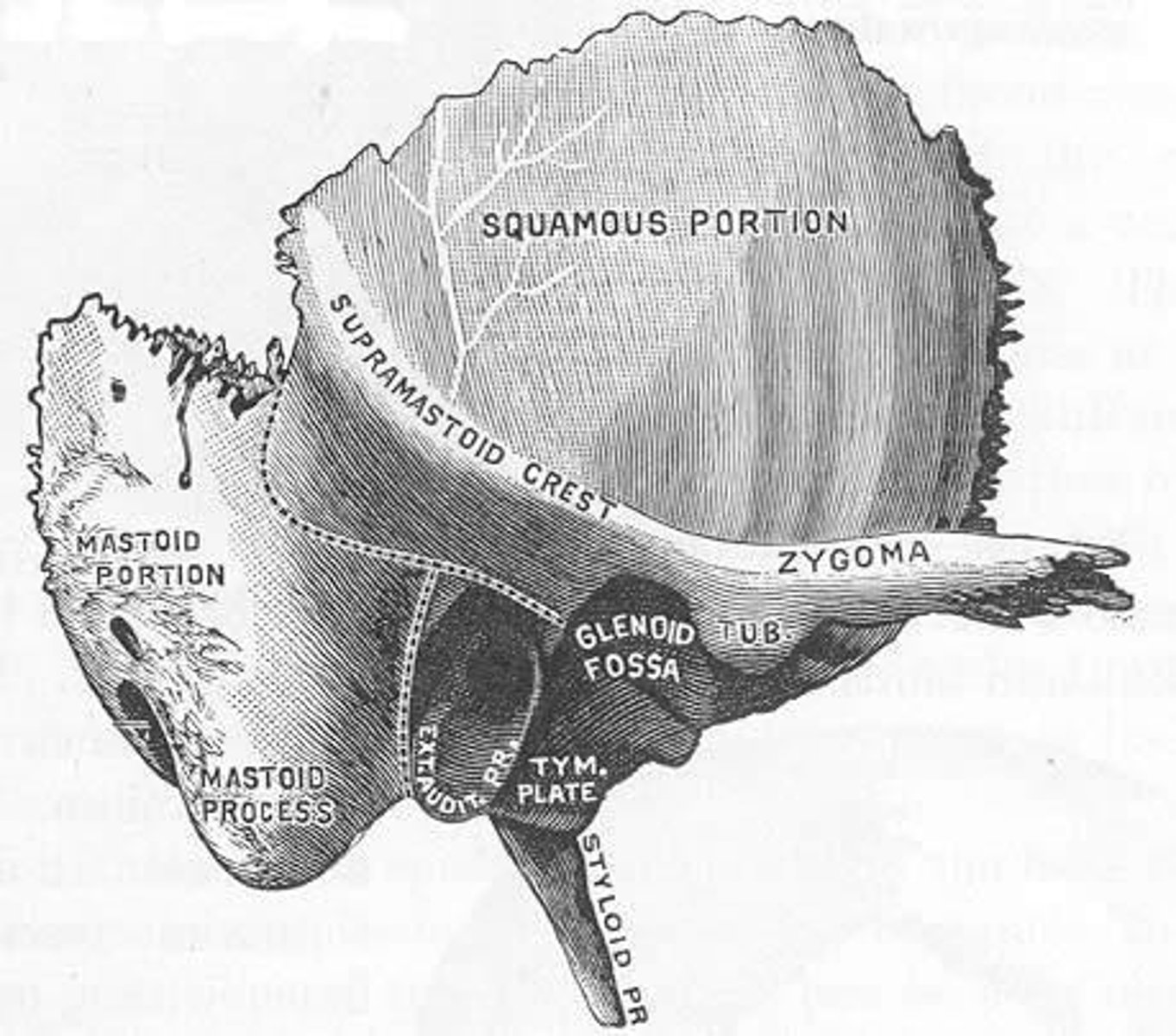 <p>The temporal bone and sphenoid bone.</p>