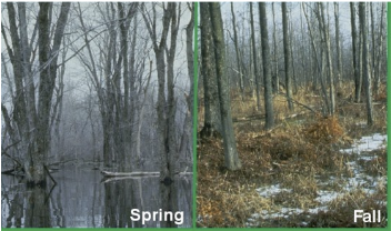 <p><span>Lands that are inundated or saturated to within 18’’ of the soil surface for <u>&gt;</u> 7 consecutive days during the growing season</span><span style="color: windowtext;">&nbsp;</span></p>
