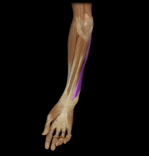 By aponeurosis from the medial margin of the olecranon; prox. post, border of ulna