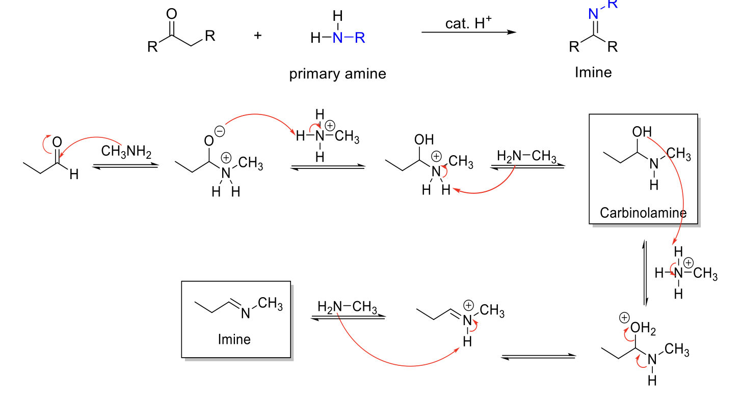 <p><strong>Notes:</strong></p><p>From primary amines (H<sub>2</sub>N-R, H<sub>2</sub>N-OH, H<sub>2</sub>N-NH<sub>2</sub>).</p><p>pH dependent - Max rate at ~4.5.</p><p>Forms imines (C=N double bond).</p><p>Carbinolamine intermediate.</p><p></p><p><strong>Mechanism:</strong></p><p>RNH<sub>2</sub> attacks carbonyl carbon. -O<sup>-</sup> is protonated. R<sub>2</sub>NH<sub>2</sub><sup>+</sup> is deprotonated. Carbinolamine formed.</p><p>-OH is protonated. Formation of C=N bond kicks out H<sub>2</sub>O. R=NRH<sup>+</sup> is deprotonated.</p>