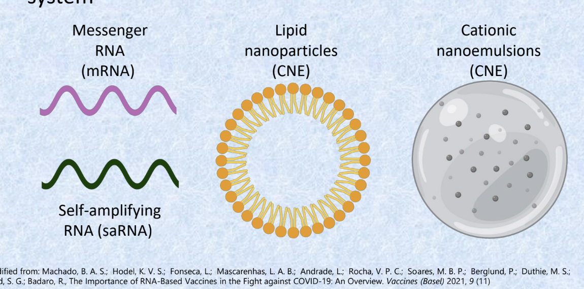 <ul><li><p>main strategies for RNA based vaccines</p><ul><li><p>RNA type and delivery system</p></li></ul></li><li><p>2 types of RNA</p><ul><li><p>mRNA → basic form of RNA that instructs cells to make viral spike protein</p></li><li><p>self amplifying RNA (saRNA) → special type of RNA that NOT only gives the instructions but also copies itself inside the cell</p></li></ul></li><li><p>2 main delivery systems</p><ul><li><p>lipid nanoparticles (LPNs) → tiny fat bubbles that protect RNA and helps it enter cells</p></li><li><p>cationic nanoemulsions (CNEs) → positively charged emulsions that can also deliver RNA into cells (cationic helps them stick to negatively charged cell memb.)</p></li></ul></li></ul><p></p>