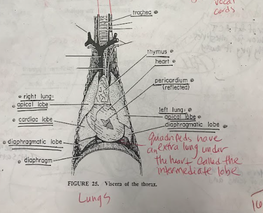 <p></p><p>The right apical lobe and left apical lobe are the uppermost parts of their respective lungs, while the right cardiac lobe is in the middle of the right lung. The left diaphragmatic lobe and right diaphragmatic lobe are the lowermost parts of the left and right lungs, respectively. The intermediate lobe is a unique lobe found between the right apical and right diaphragmatic lobes in some individuals. Together, these lobes contribute to respiratory functions and gas exchange in the lungs.</p>