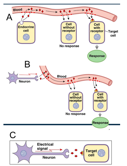
1. **Hormones**: released into bloodstream by endocrine cells
2. **Neurohormones**: released into bloodstream by neurons
3. **Neurotransmitters**: sent from neuron directly to target cell