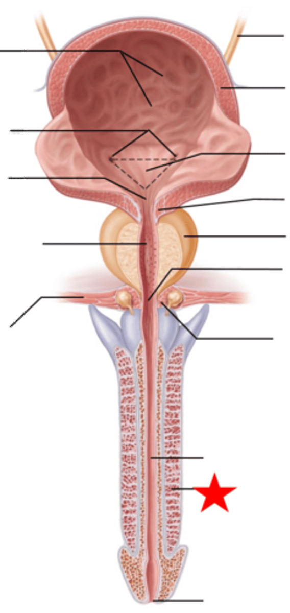 <p>tissues that fill with blood during sexual arousal</p>