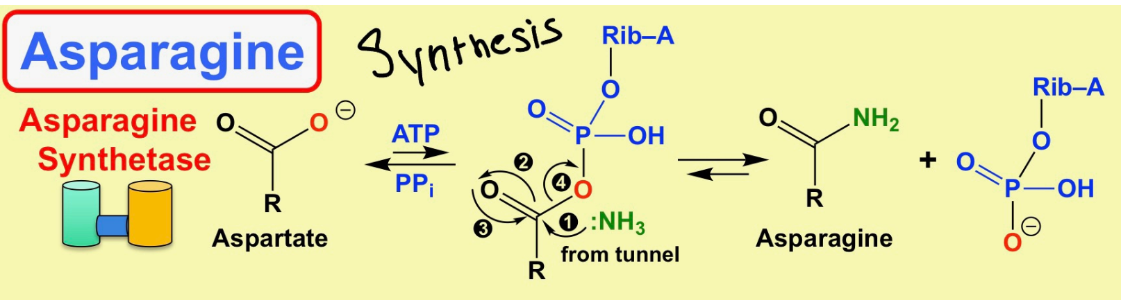 <ul><li><p>Reaction: Aspartate + Gln + ATP &lt;---&gt; Asparagine + Glu + AMP</p></li><li><p>One site hydrolyzes Gln to generate nascent NH3</p></li><li><p>NH3 travels through aprotic tunnel</p></li><li><p>Other site already made B-Aspartyl-AMP intermediate</p></li><li><p>NH3 attacks B-Aspartyl-AMP to make asparagine + AMP</p></li></ul>