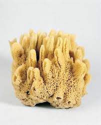 <p>Is this an animal? Name the phylum and symmetry</p>