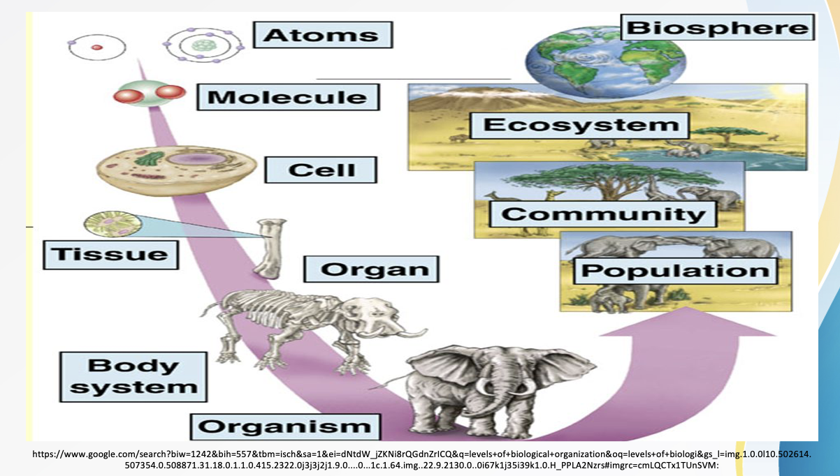 <p>Levels of Biological Organization</p>