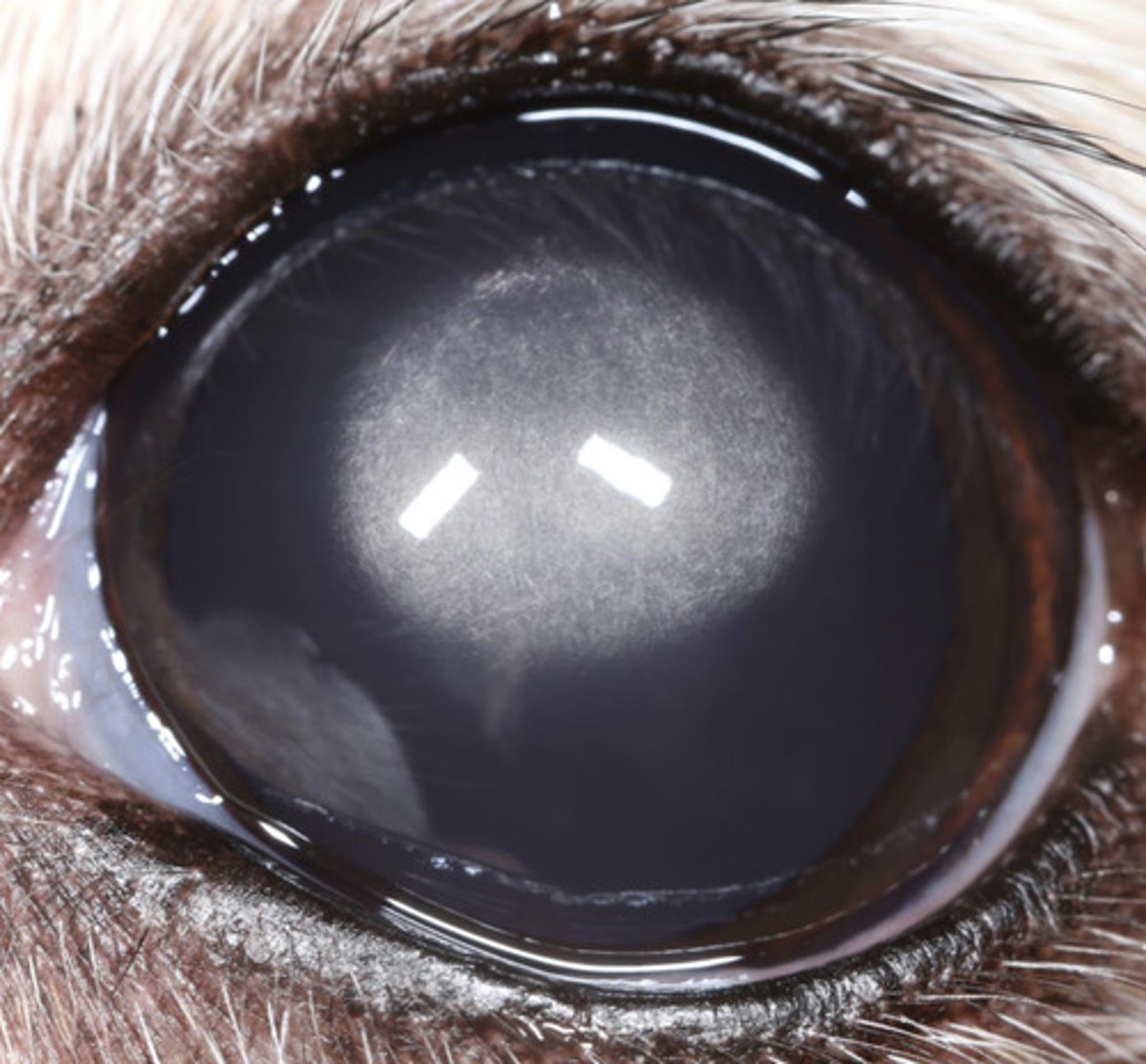 <p>What am I describing?</p><p>- White opacities</p><p>- Bilateral, symmetrical</p><p>- Seen in purebred dogs</p><p>- Non-painful, non-progressive</p><p>- No concern</p>